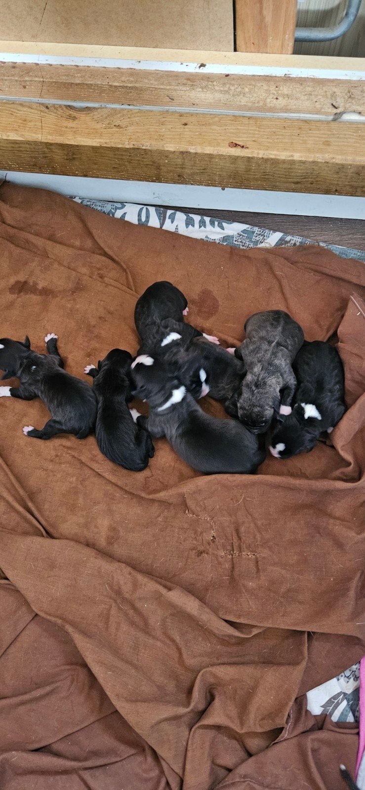 kruizing Dogo Argentino met cane corso x mastweiler, Meerdere, Meerdere dieren, Nederland, Particulier