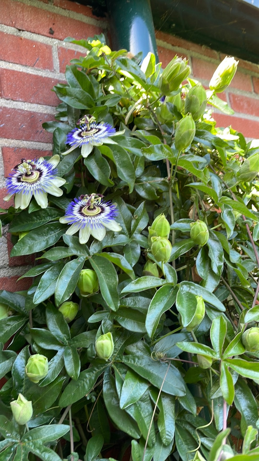 Passiebloem planten - Prachtige klimmers voor uw tuin, Tuin en Terras, Planten | Tuinplanten, Vaste plant, Klimplanten, Volle zon