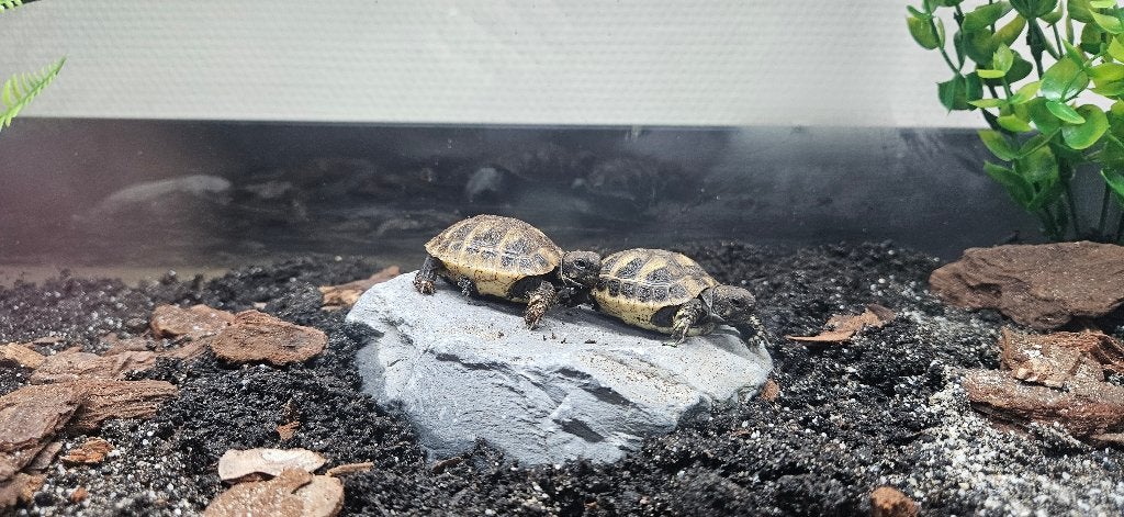 Griekse landschildpadjes incl. Juwel terrarium Tortoise photo 7