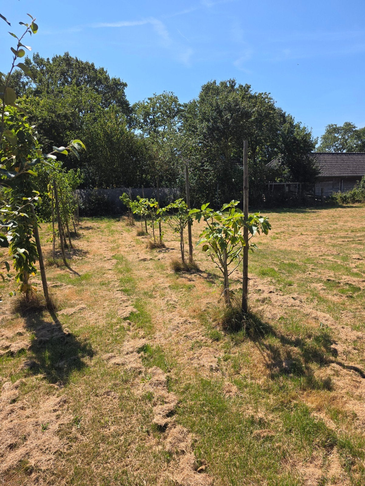 Diverse fruitbomen voor voedselbos of tuin, Ophalen, Lente, Volle zon, Appelboom