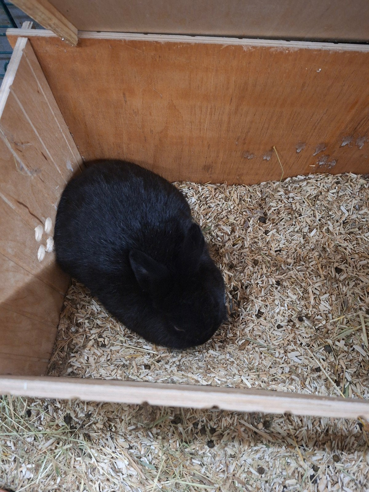 Konijnen zoeken goud huisje!, Dieren en Toebehoren, April, Meerdere dieren, Overige typen