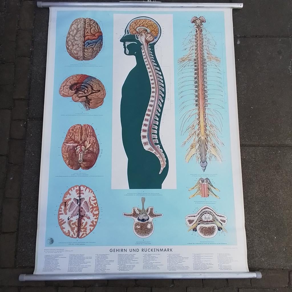 Schoolplaten medisch, Antiek en Kunst, Ophalen of Verzenden