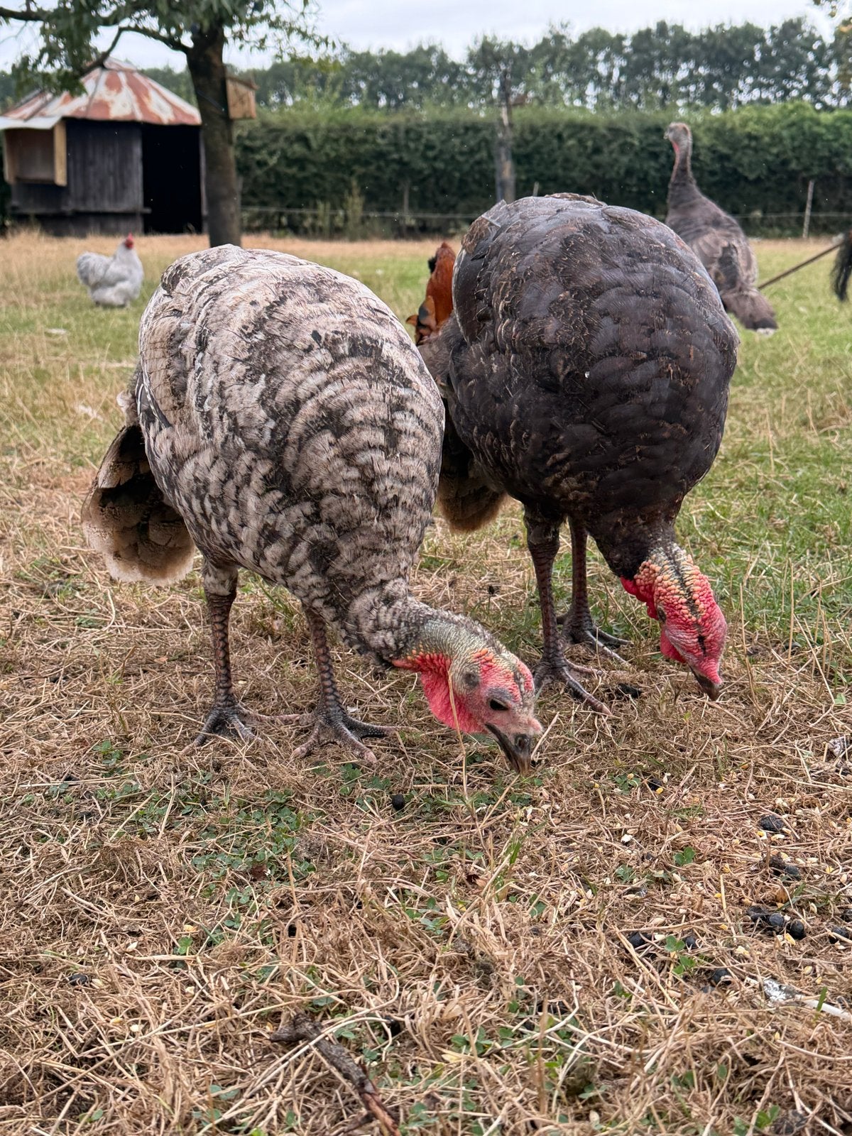 Kalkoen kuikens, Dieren en Toebehoren, Geslacht onbekend, Kalkoen