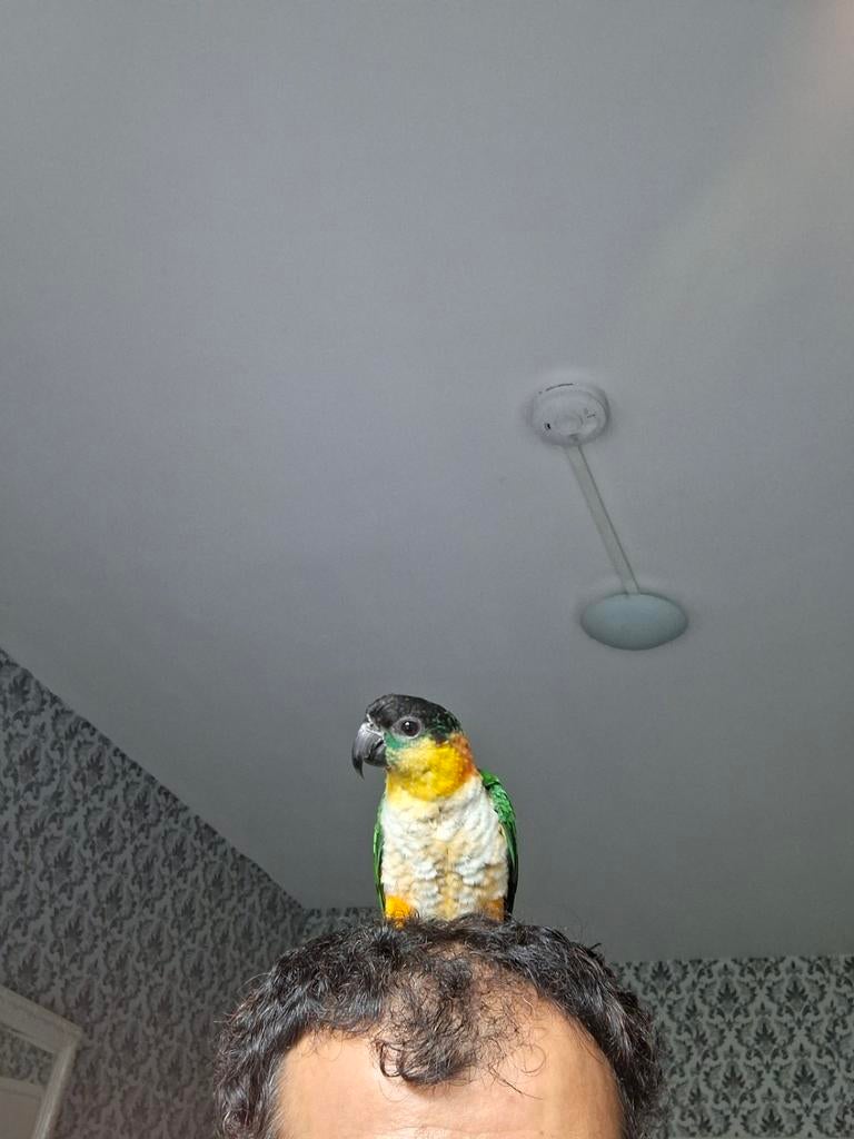 tamme & slimme Caique (pop, met DNA certificaat), Dieren en Toebehoren, Vrouwelijk, Papegaai, Tam