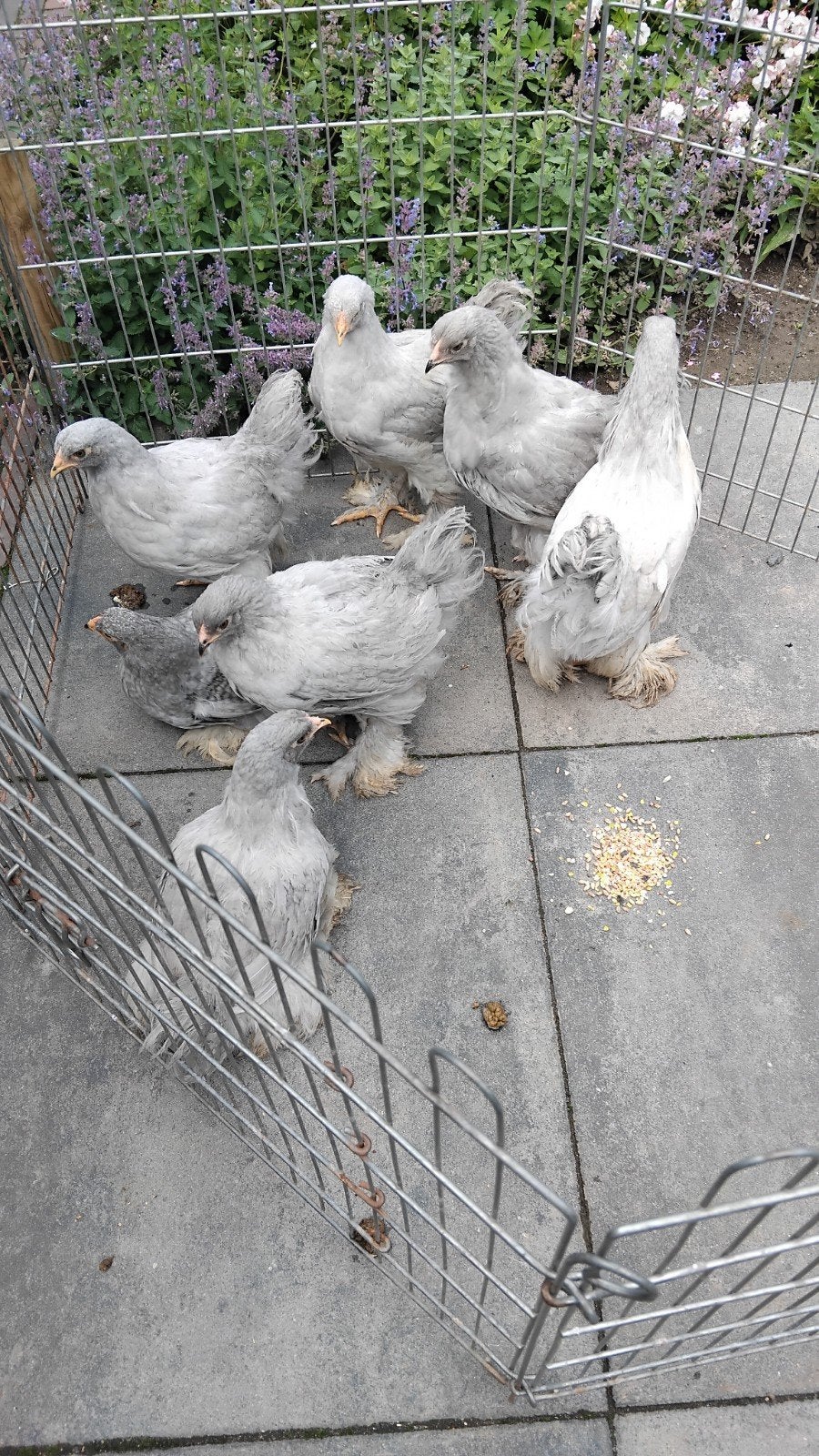 Meerkleurig brahma 's, Dieren en Toebehoren, Pluimvee, Kip