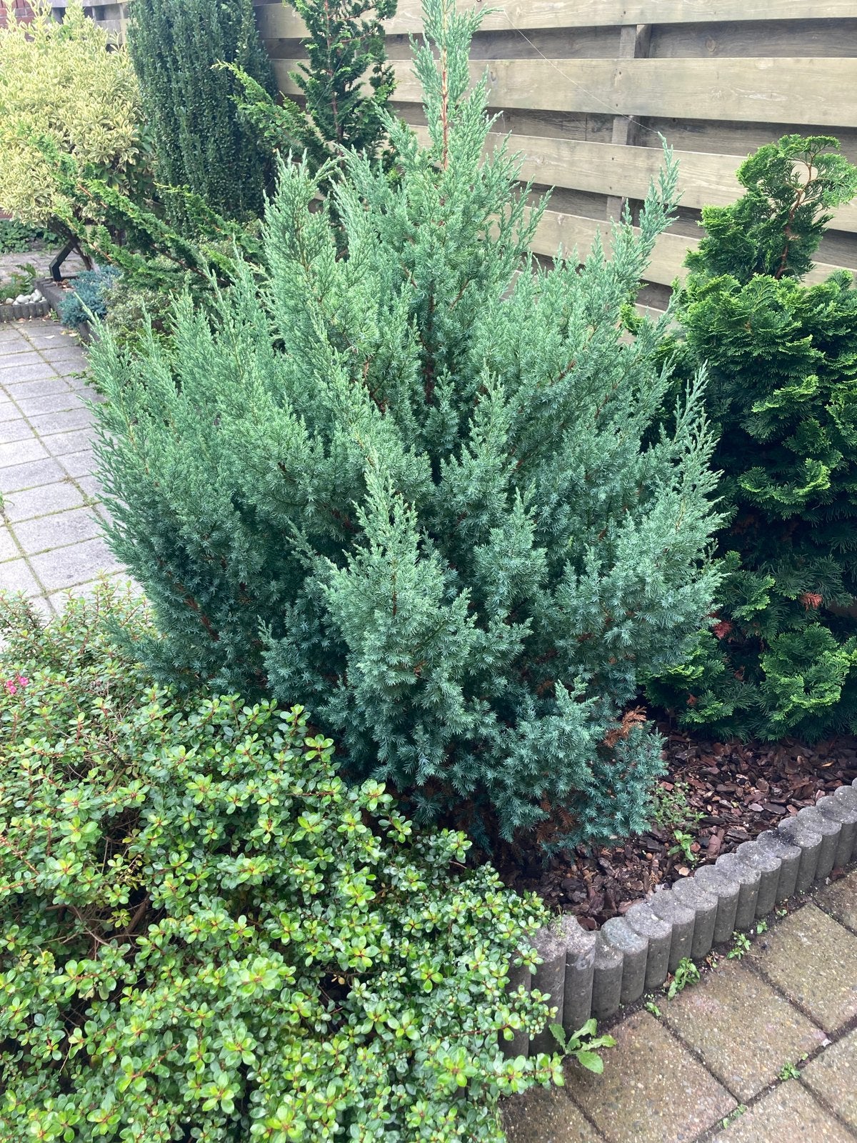 Foto 7 van Diverse Vaste Tuinplanten - Groenblijvend en Onderhoudsvrien