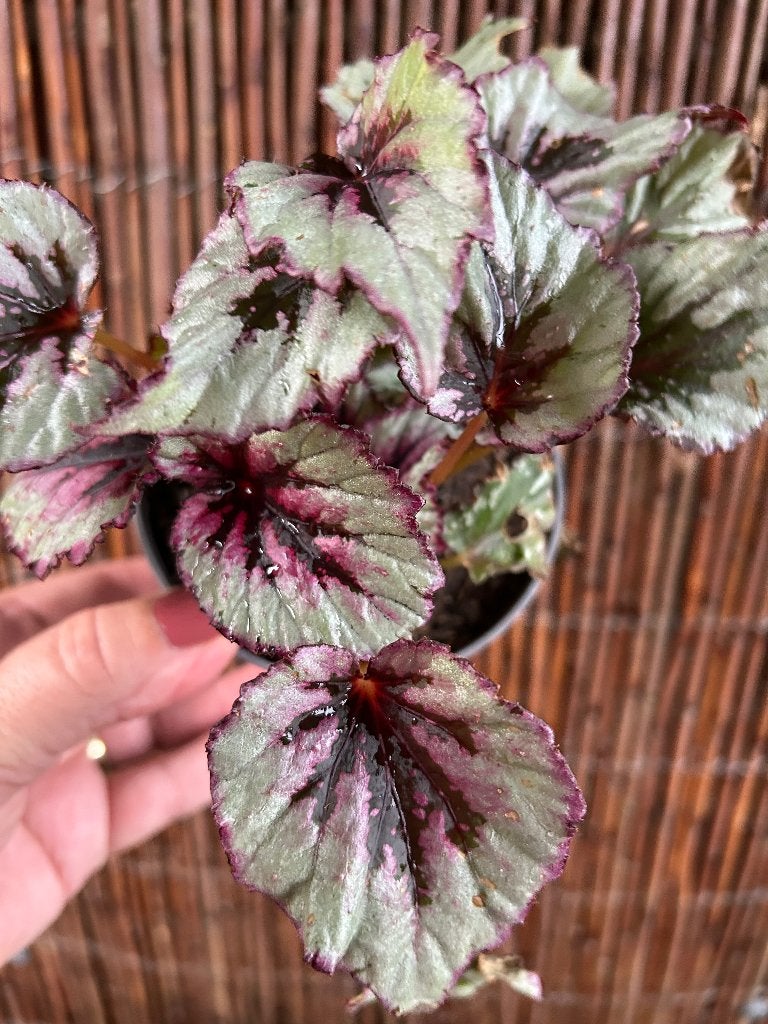 Begonia, Overige soorten, In pot, Minder dan 100 cm, Bloeiende kamerplant