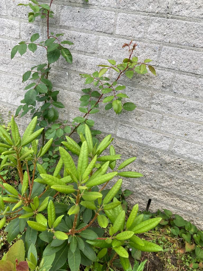 Tuinplanten, Tuin en Terras, Planten | Tuinplanten, Ophalen, Overige soorten, Halfschaduw