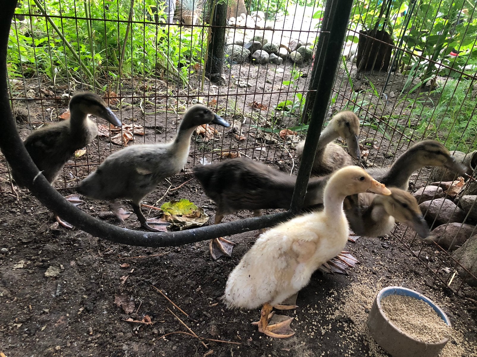 Jonge loopeendjes, Dieren en Toebehoren, Pluimvee, Meerdere dieren, Kip