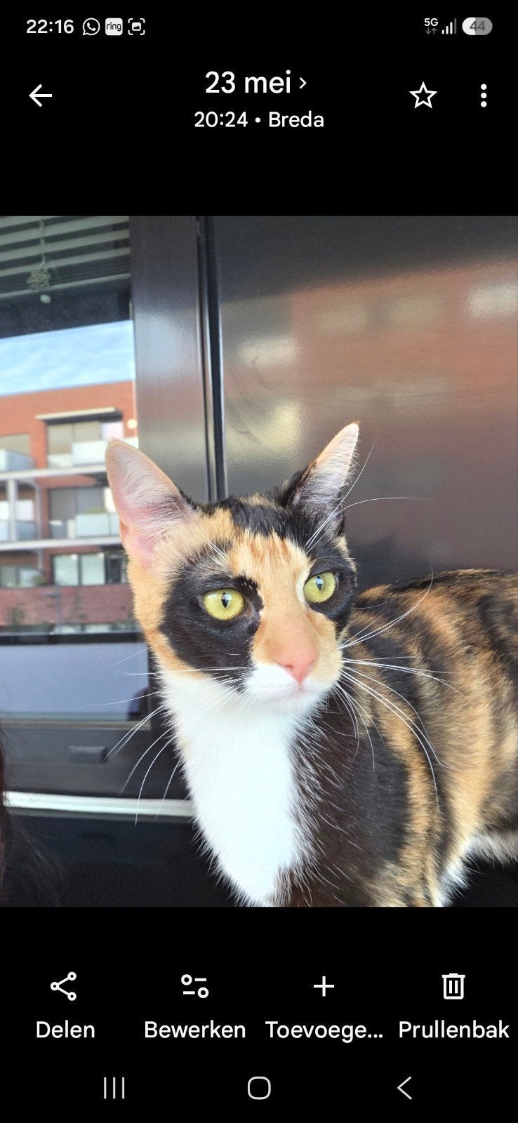 Lief huisje gezocht voor poes, Dieren en Toebehoren, Poes, 0 tot 2 jaar
