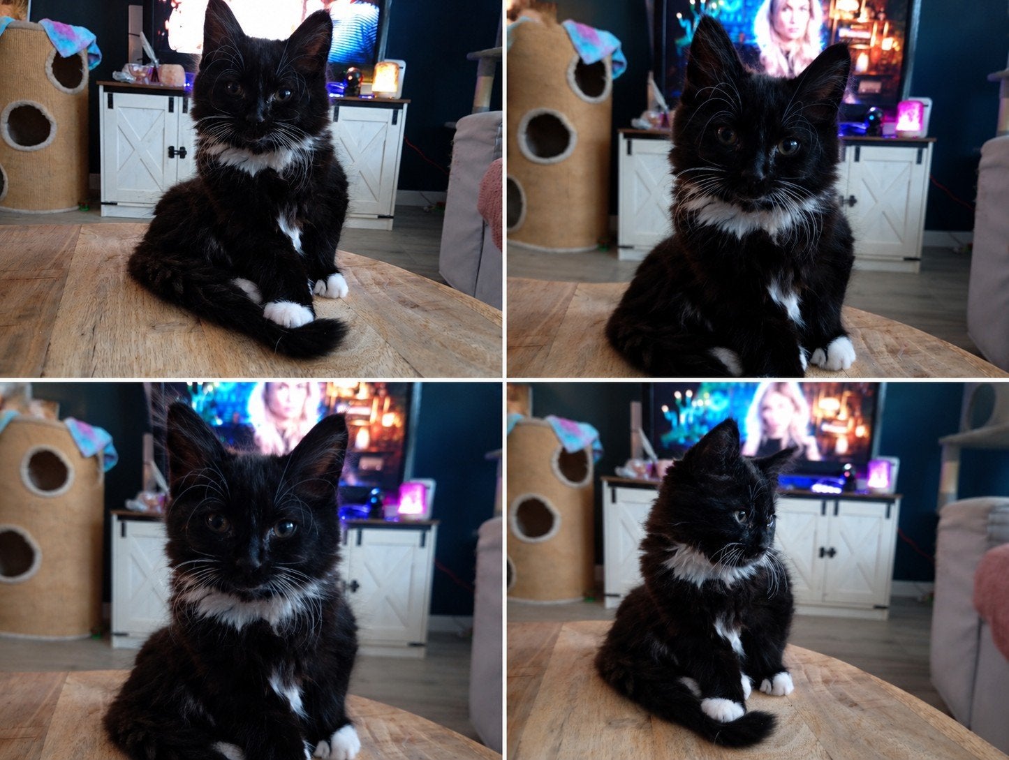 Maine Coon kitten nog 1 katertje beschikbaar, Kater, Met stamboom, 0 tot 2 jaar