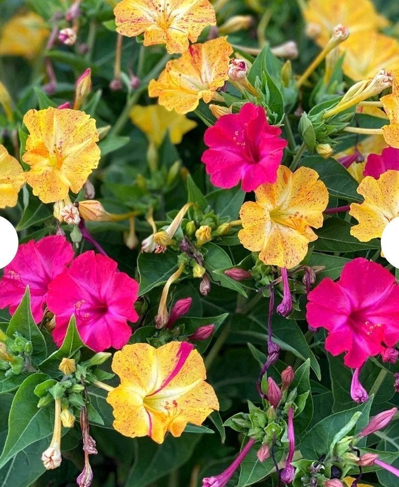 Nachtschone Mirabilis Jalapa Zaden - Diverse Kleuren, Ophalen of Verzenden