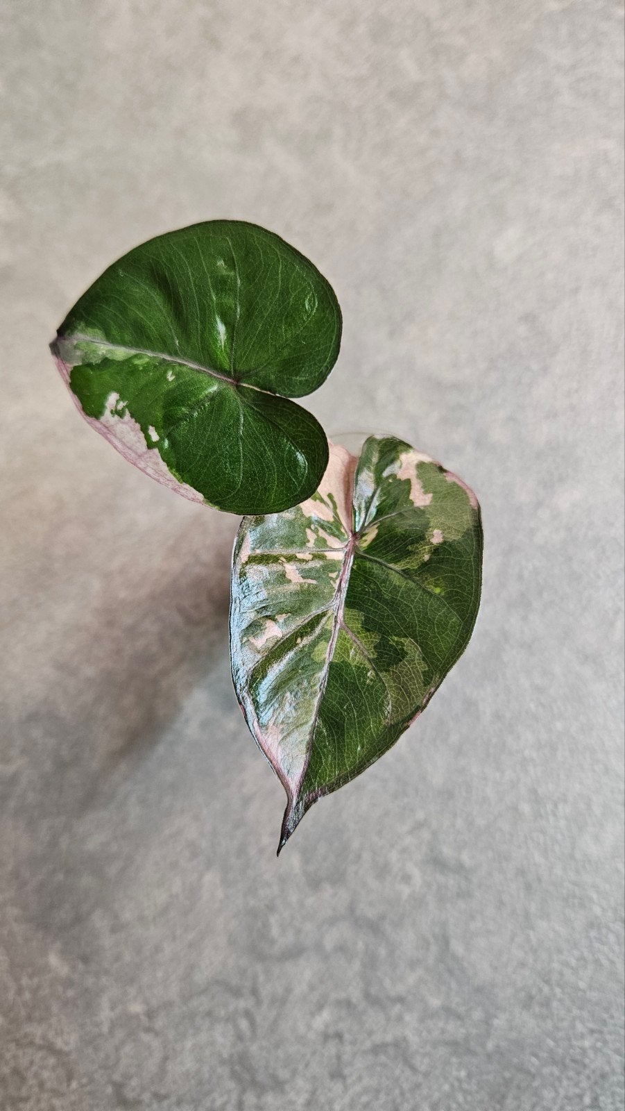 Alocasia Serendipity Pink Variegata, Ophalen of Verzenden, Halfschaduw, Minder dan 100 cm