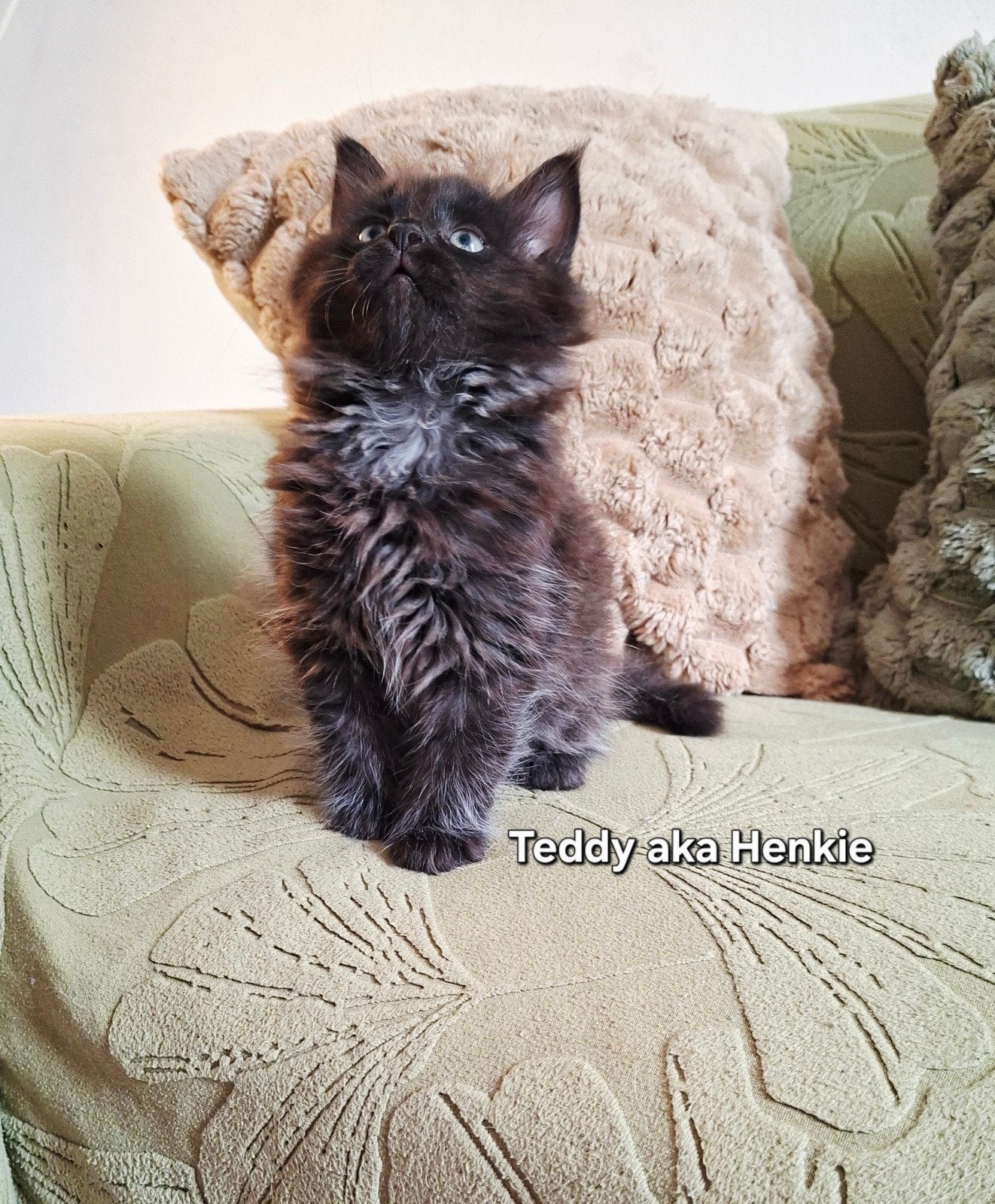 7 kittens zoeken in oktober een nieuw huisje., Dieren en Toebehoren, Meerdere dieren, Langharig, 0 tot 2 jaar