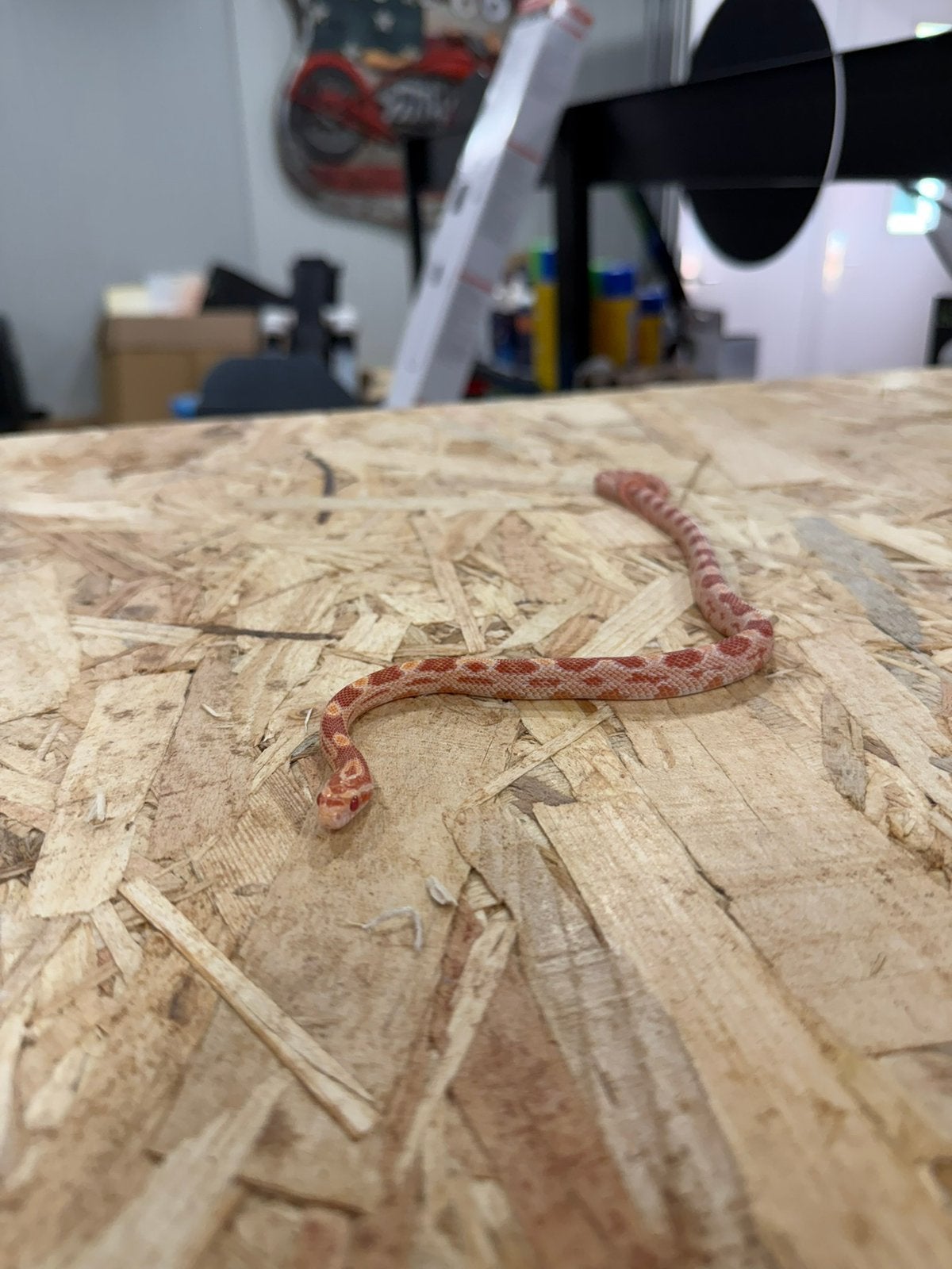 Diverse baby Rattenslangen Rat Snake photo 2