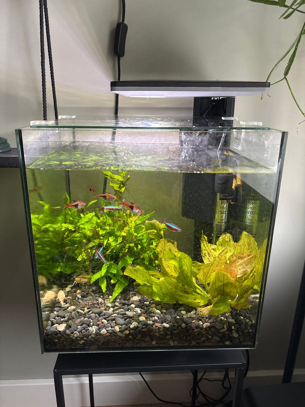 Aquarium inclusief visjes, Dieren en Toebehoren, Vissen | Aquaria en Toebehoren, Ophalen