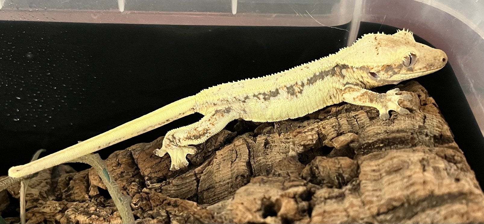 0.1 Extreem White tricolor Lilly white wimpergekko Crested Gecko photo 2