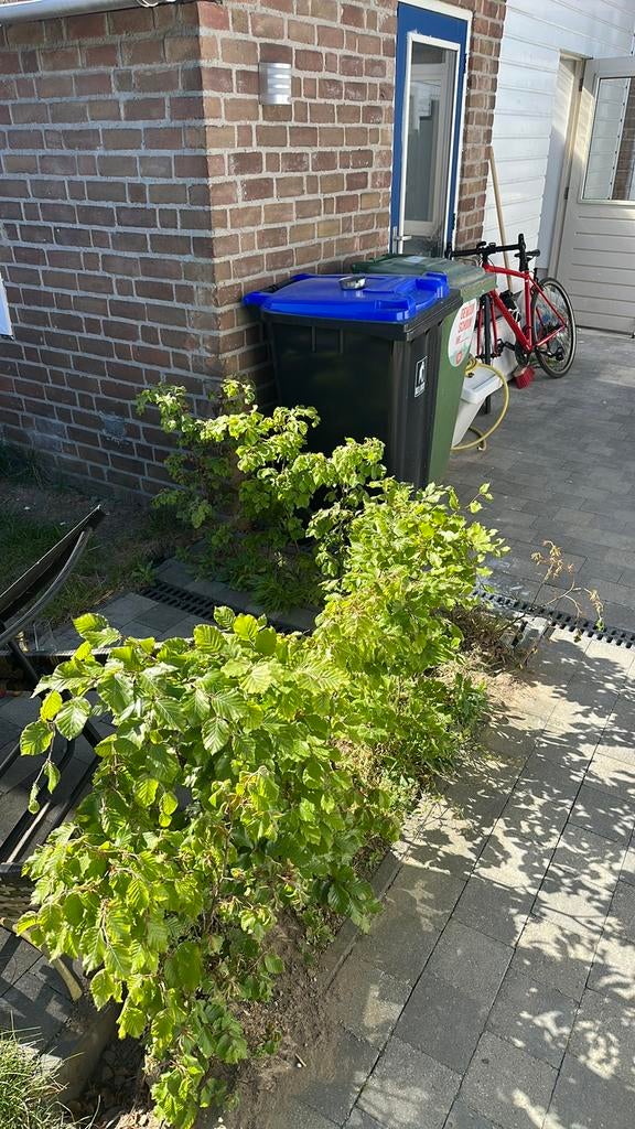 Beukenhaag, Ophalen, Beukenhaag, Haag, 100 tot 250 cm