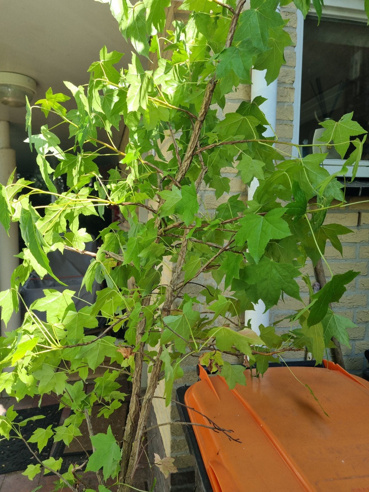 Liquidambar Styraciflua, Tuin en Terras, Planten | Bomen, Bloeit niet, Overige soorten, 100 tot 250 cm, Ophalen