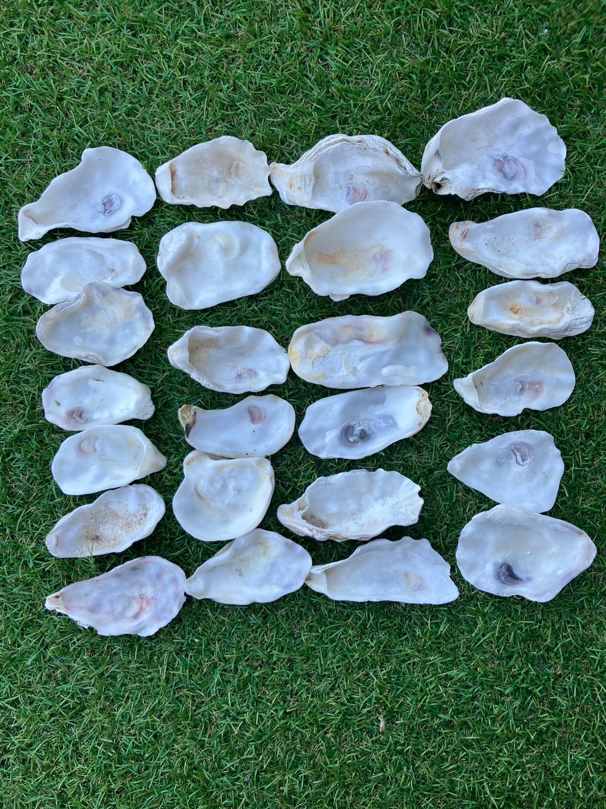 25 oesterschelpen L 6-10 cm, Ophalen of Verzenden