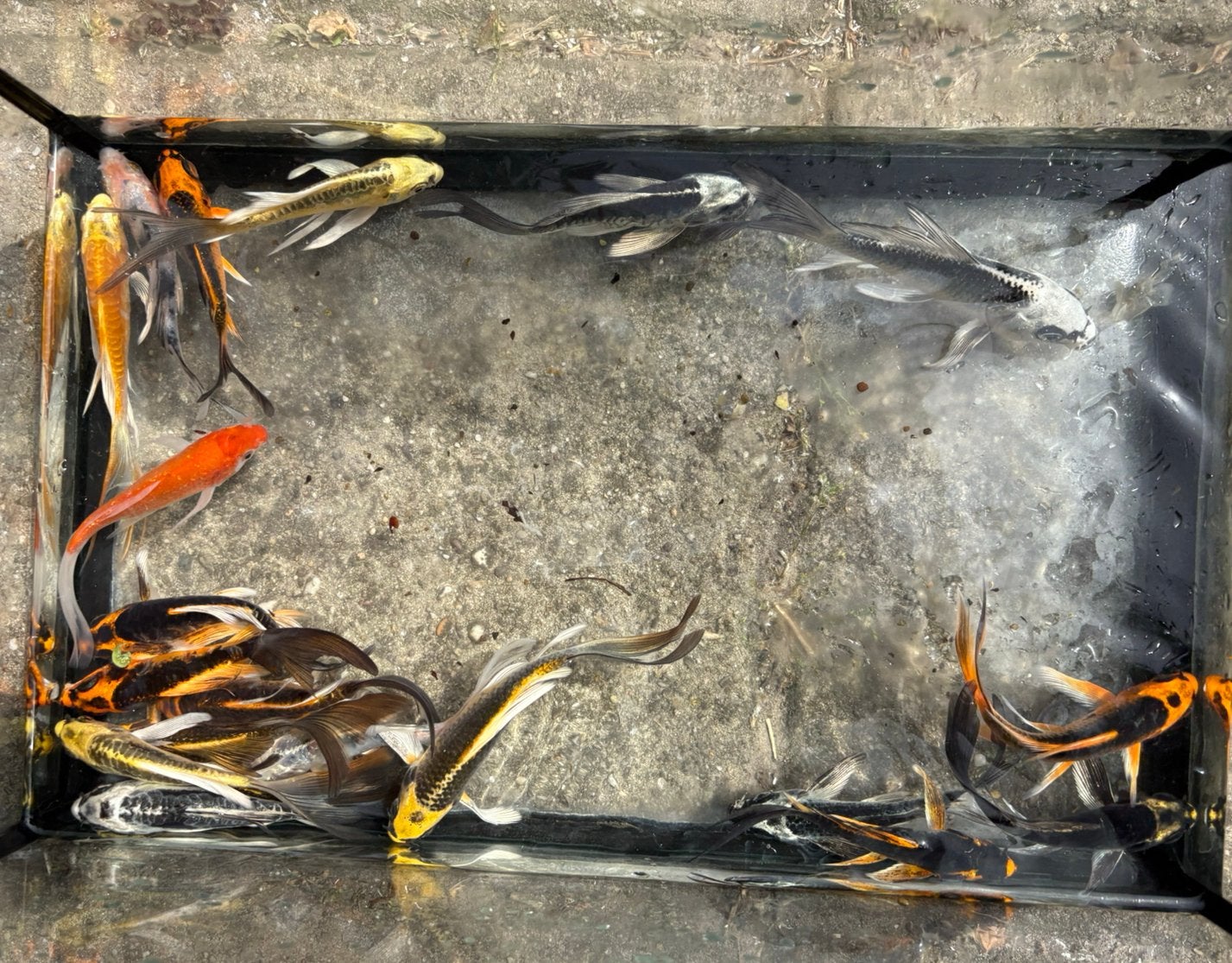 Aanbieding!! Kwaliteit butterfly kois 20€ ps, Dieren en Toebehoren, Karper of Koi