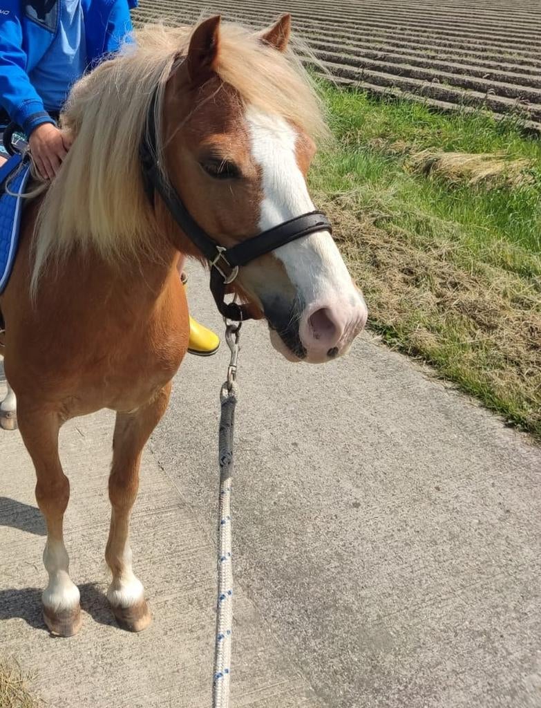 Super brave lieve kinder pony, bereden, 10 jaar, 1.16, Dieren en Toebehoren, Pony's, Ruin, A pony (tot 1.17m)