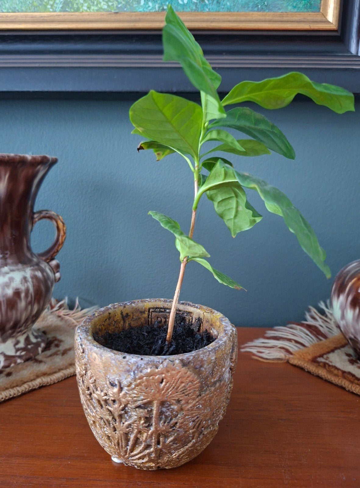 Koffieplantje in pot - Groene kamerplant, Ophalen, Overige soorten, Halfschaduw, In pot