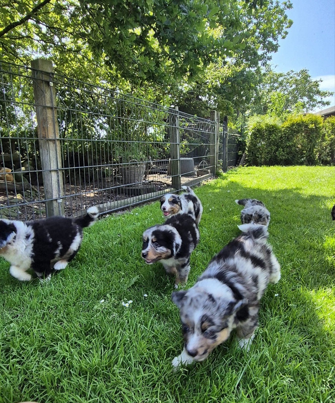 Australian shepherd x Golden retriever x Berner Sennen pups, Dieren en Toebehoren, Nederland, Meerdere, Meerdere dieren, Fokker | Professioneel