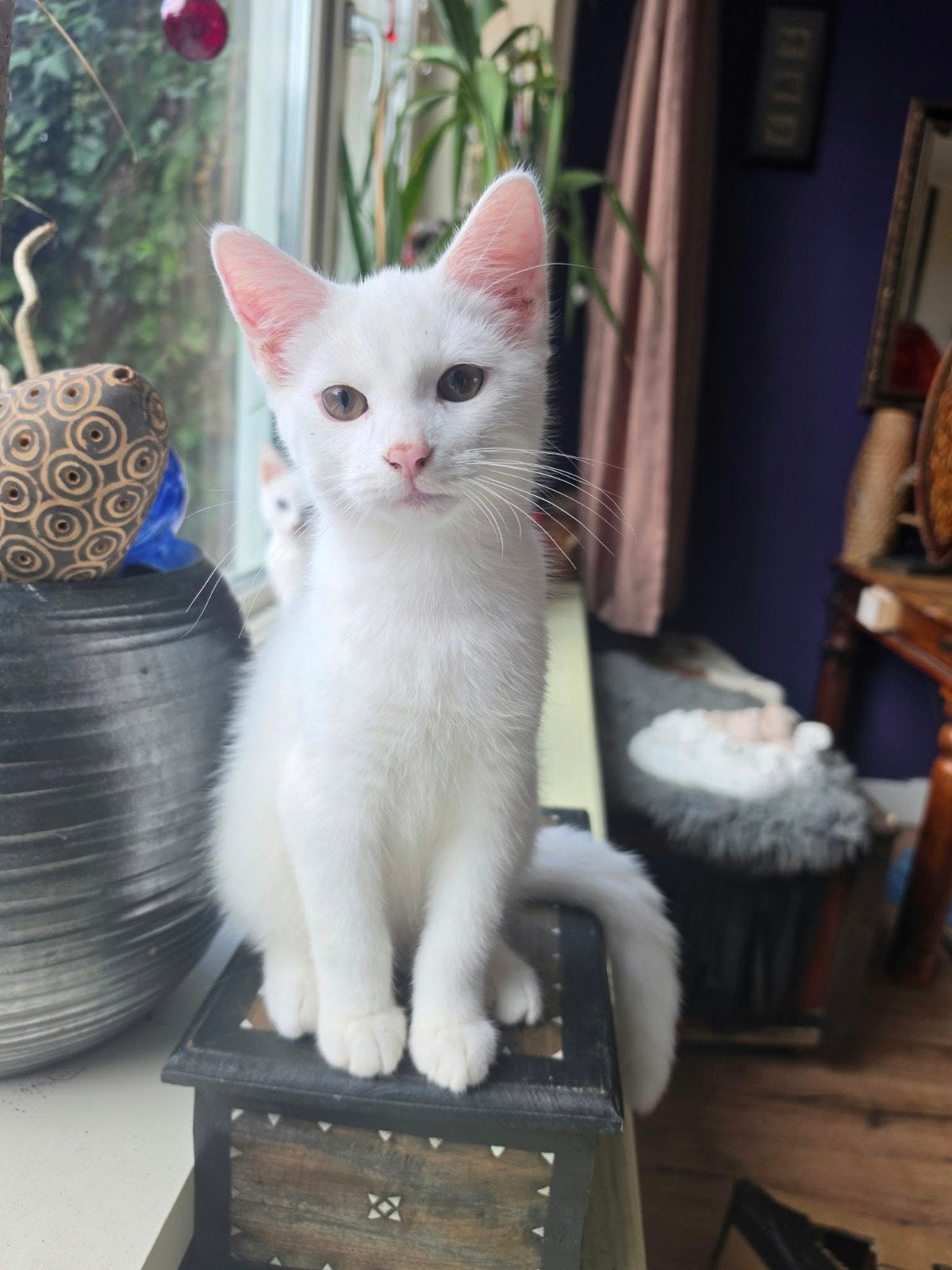Ik Beertje een echte hartendief. Ik zoek mijn gouden mandje, Dieren en Toebehoren, Kater, Kortharig, 0 tot 2 jaar