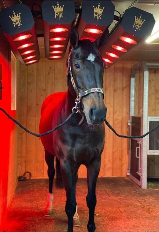 Pensionstalling voor paarden en pony's beschikbaar, Dieren en Toebehoren, Weidegang, 4 paarden of pony's of meer