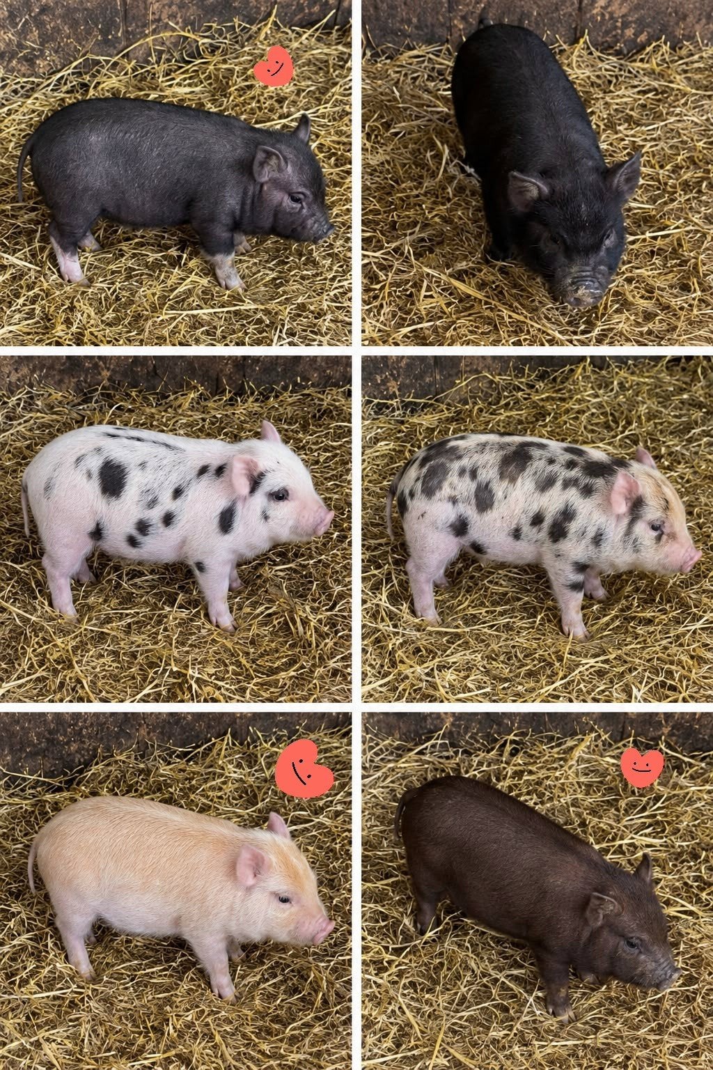 mini varkens, Dieren en Toebehoren, Meerdere dieren, Varken, 0 tot 2 jaar