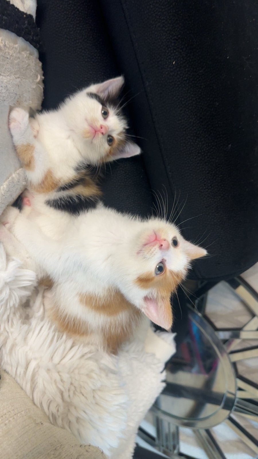 Schattige Kittens