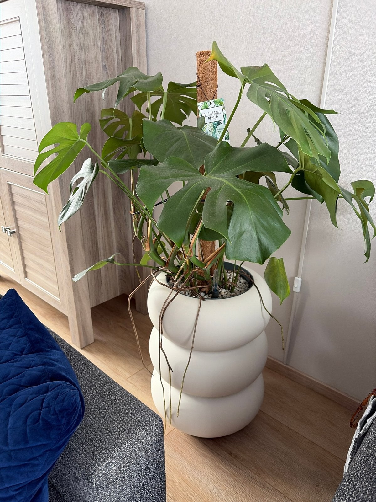 Monstera Deliciosa - Grote Kamerplant EXCLUSIEF pot, Vaste plant, Bloeit niet, Halfschaduw, Ophalen