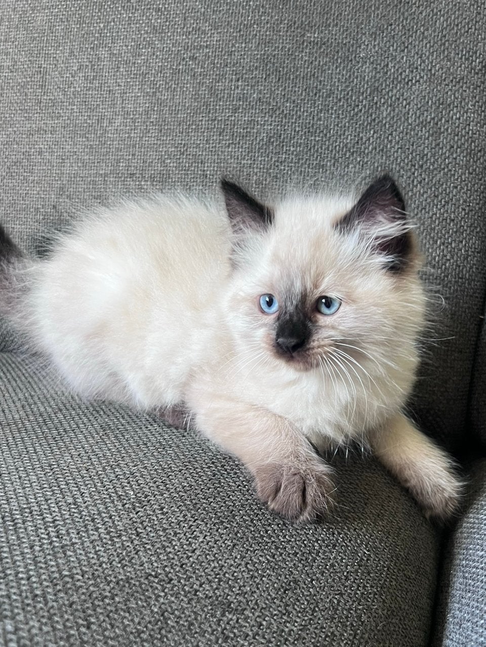 Ragdoll kittens kitten ( nog 1 beschikbaar), Meerdere dieren