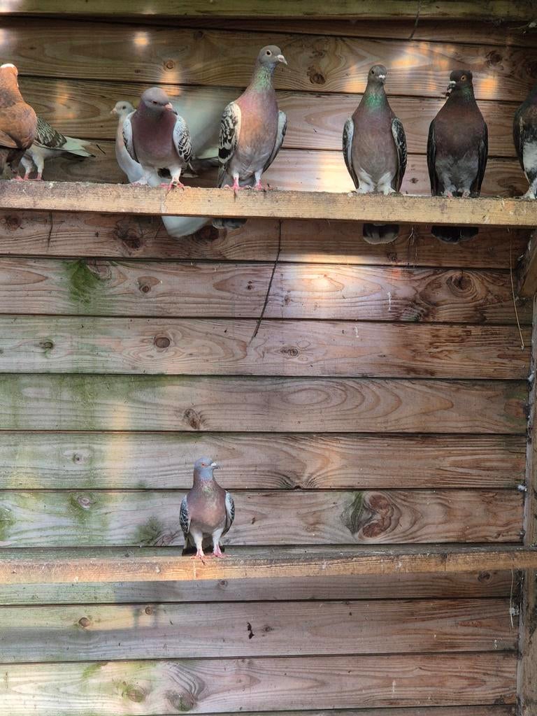 allerlei duiven, gratis, Dieren en Toebehoren, Meerdere dieren, Overige soorten
