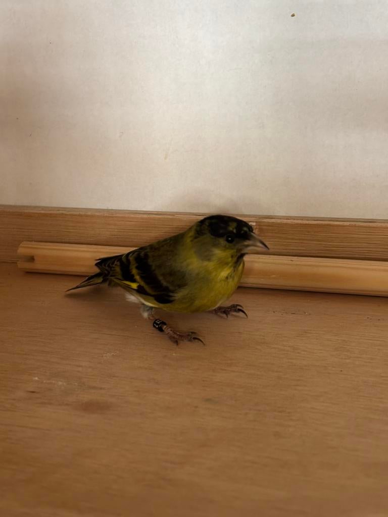 Te koop baardsijs man, Dieren en Toebehoren, Vogels | Overige Vogels, Mannelijk, Geringd