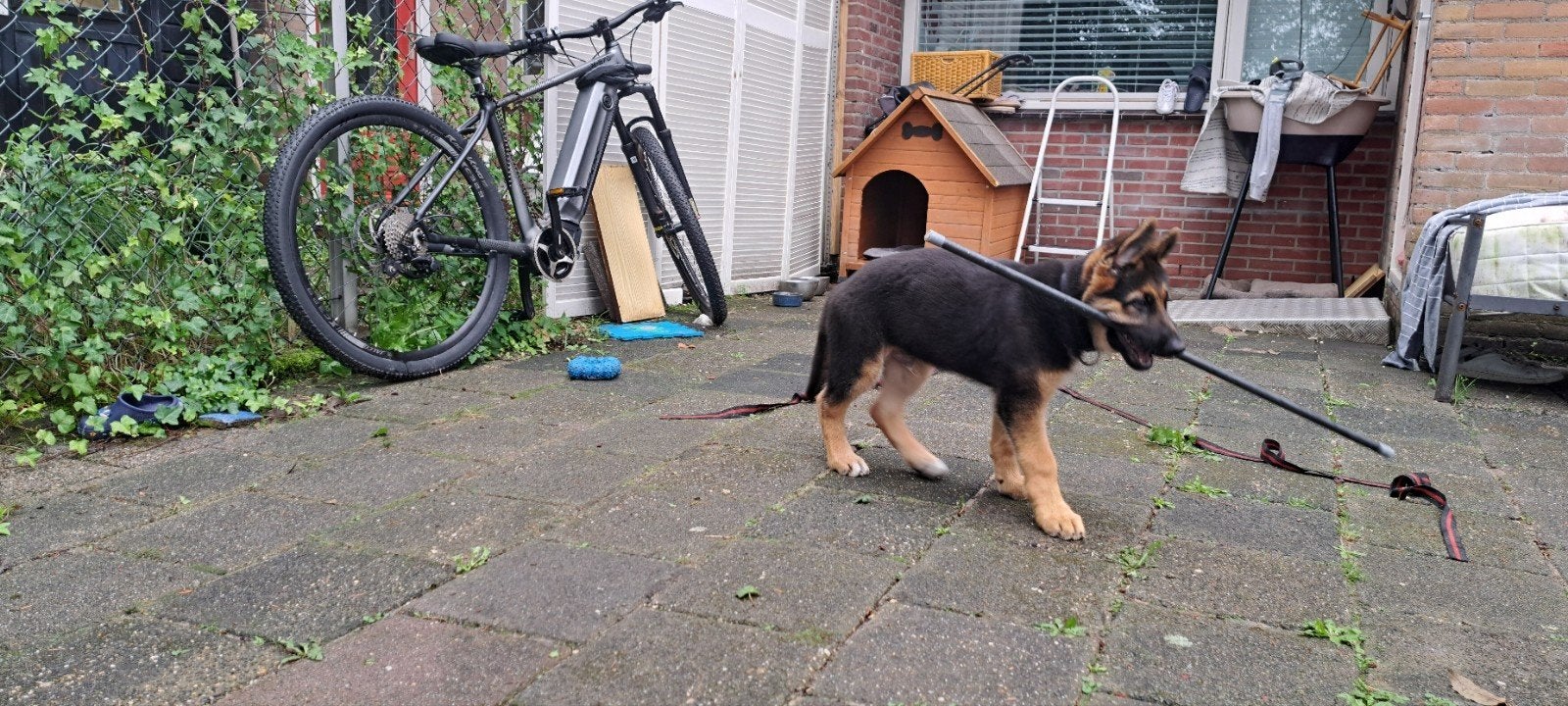 Duitse Herder pups, Eén hond, Nederland, Particulier, CDV (hondenziekte)