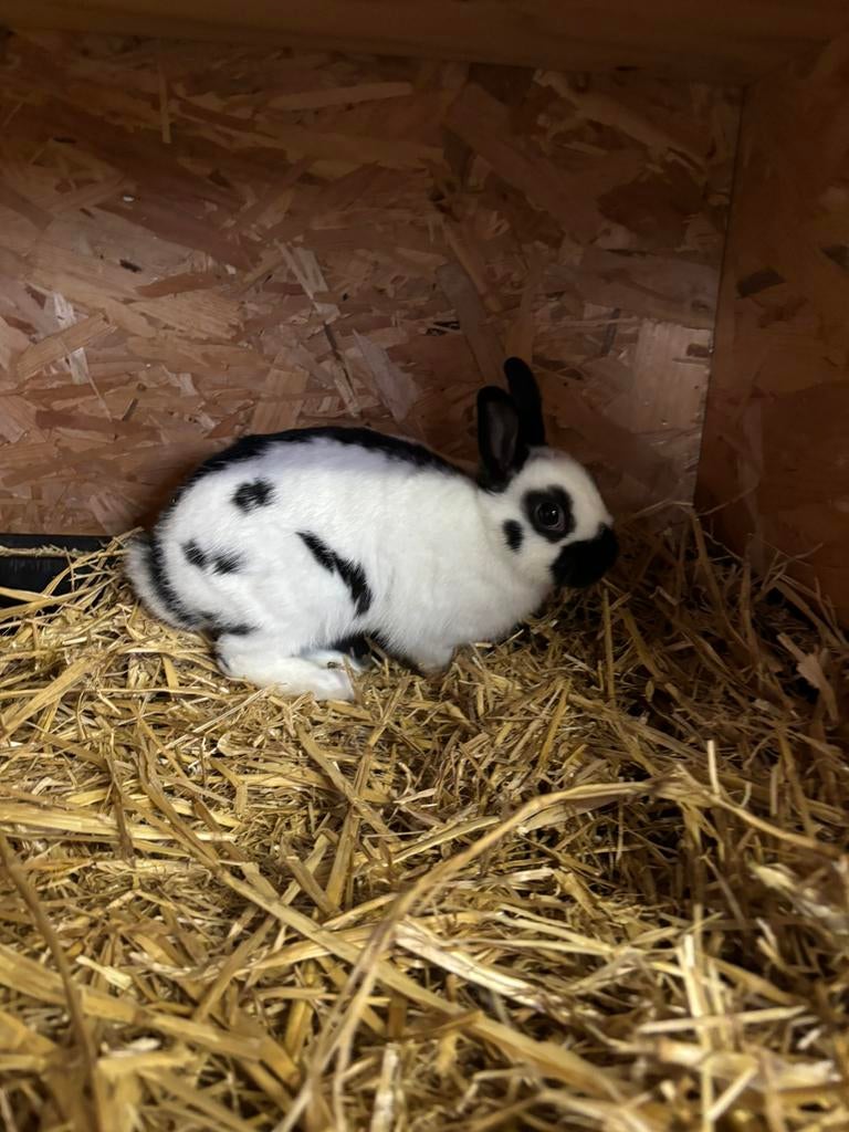 Klein lotharinger, Dieren en Toebehoren, Konijnen, Mannelijk, Dwerg, 0 tot 2 jaar