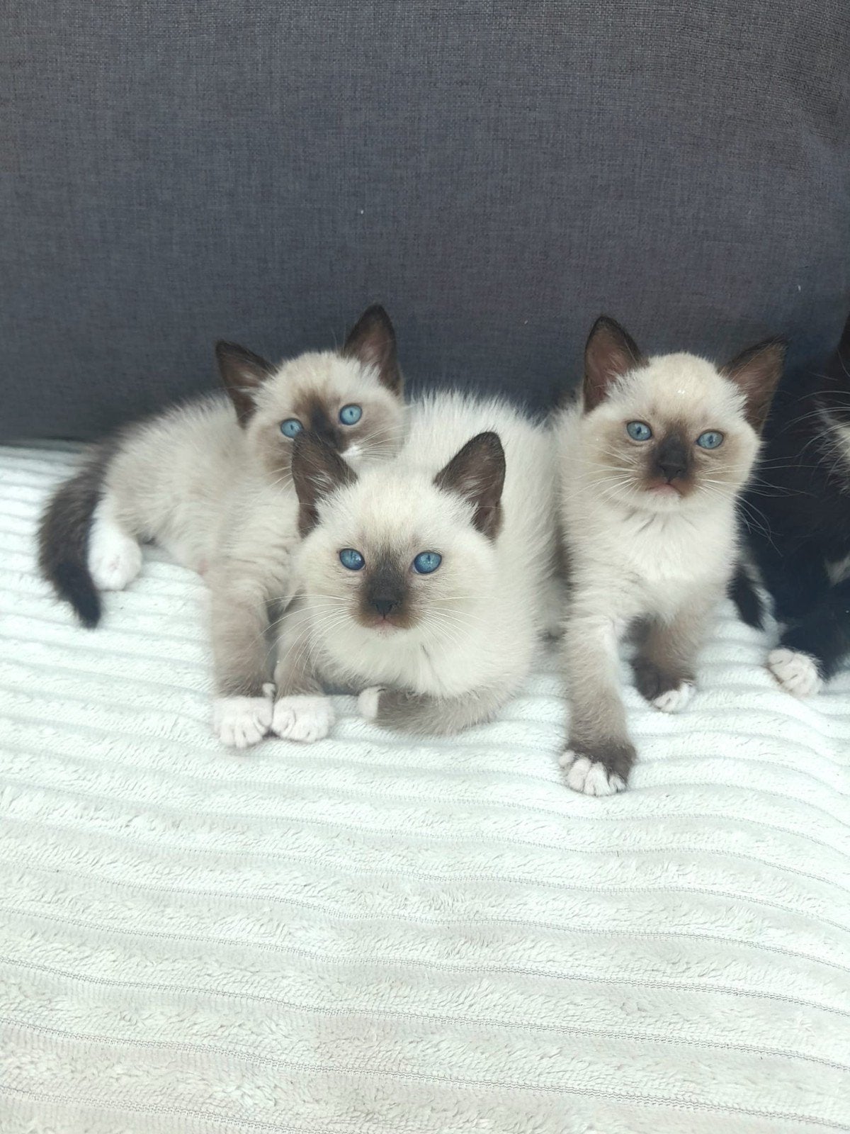 X Ragdoll kittens