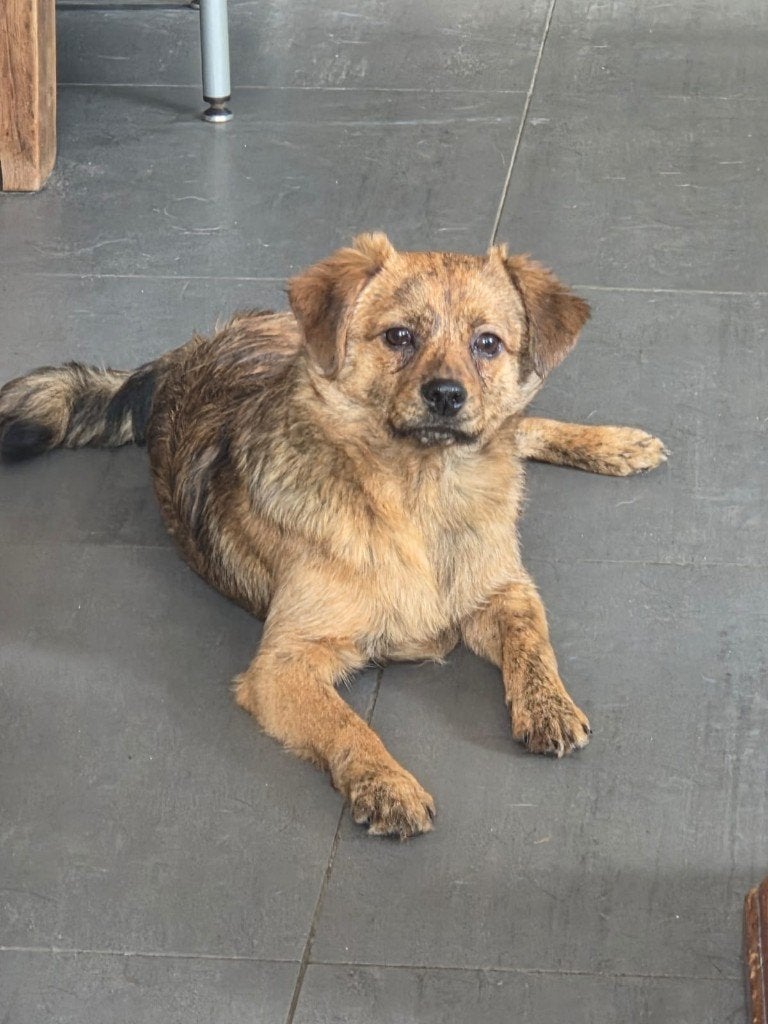 AIN: Petru, Dieren en Toebehoren, 15 weken tot 1 jaar, Buitenland, Eén hond, Klein