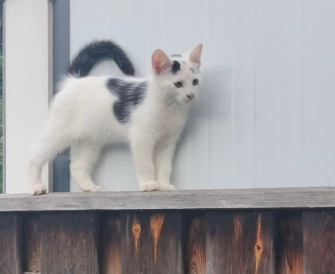 Kittens, Dieren en Toebehoren, Meerdere dieren, Gechipt