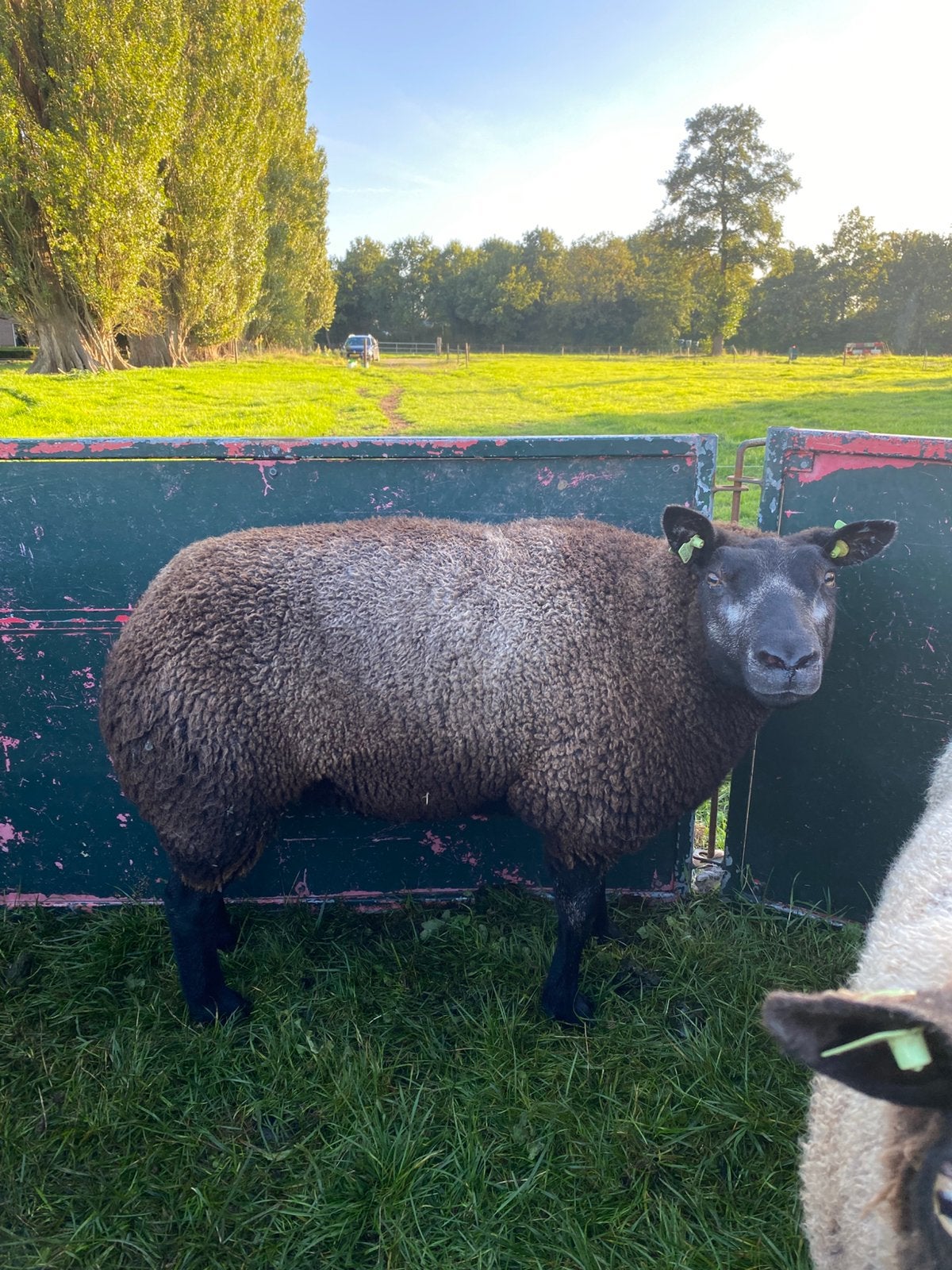 Ooi schaap