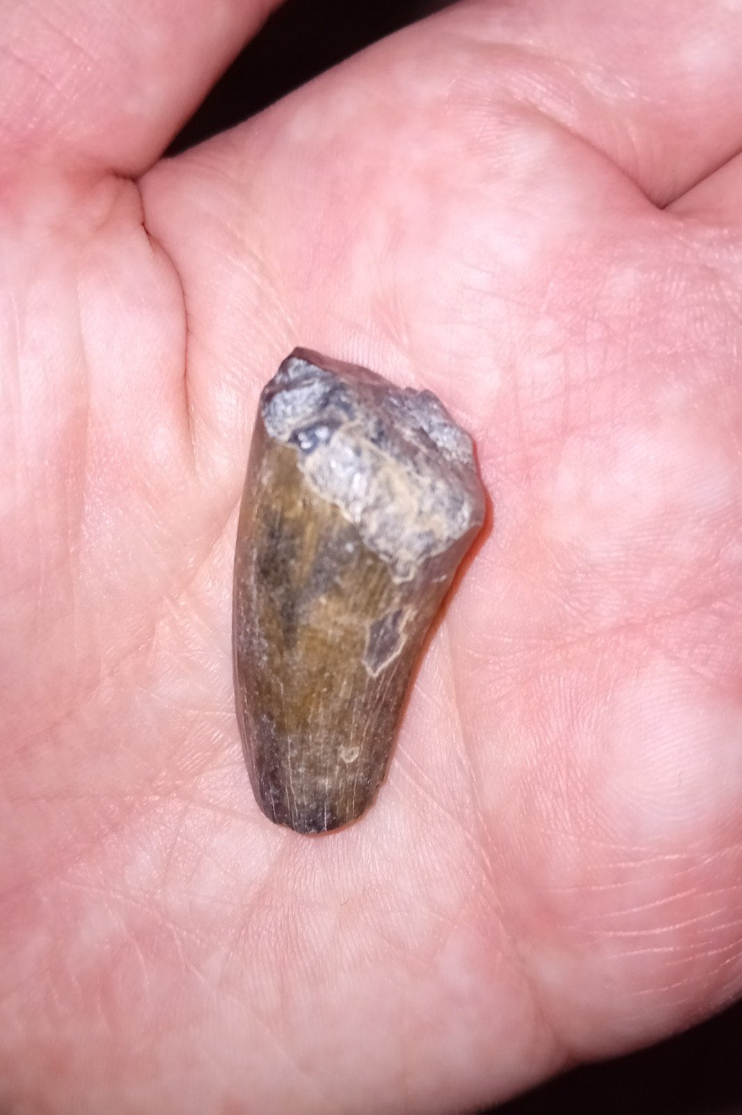 Suchomimus tand, Ophalen of Verzenden, Fossiel
