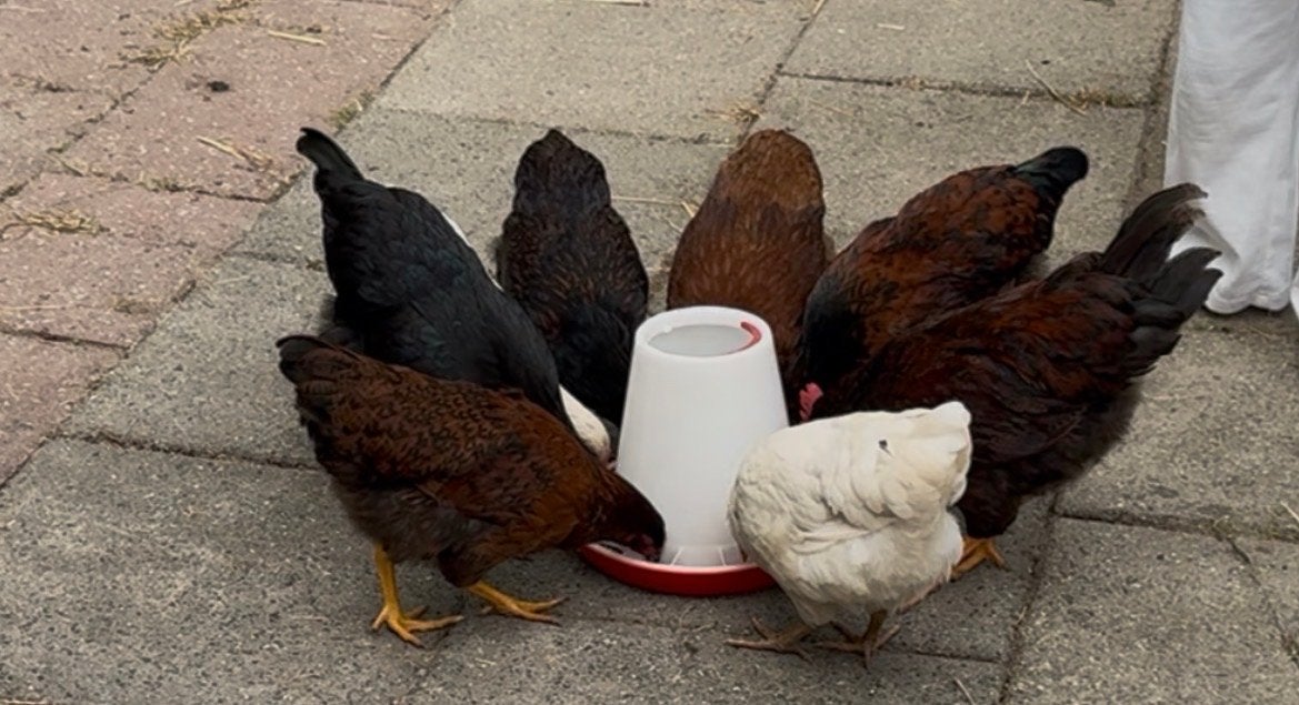 6 barnevelders hennen, Vrouwelijk, Kip