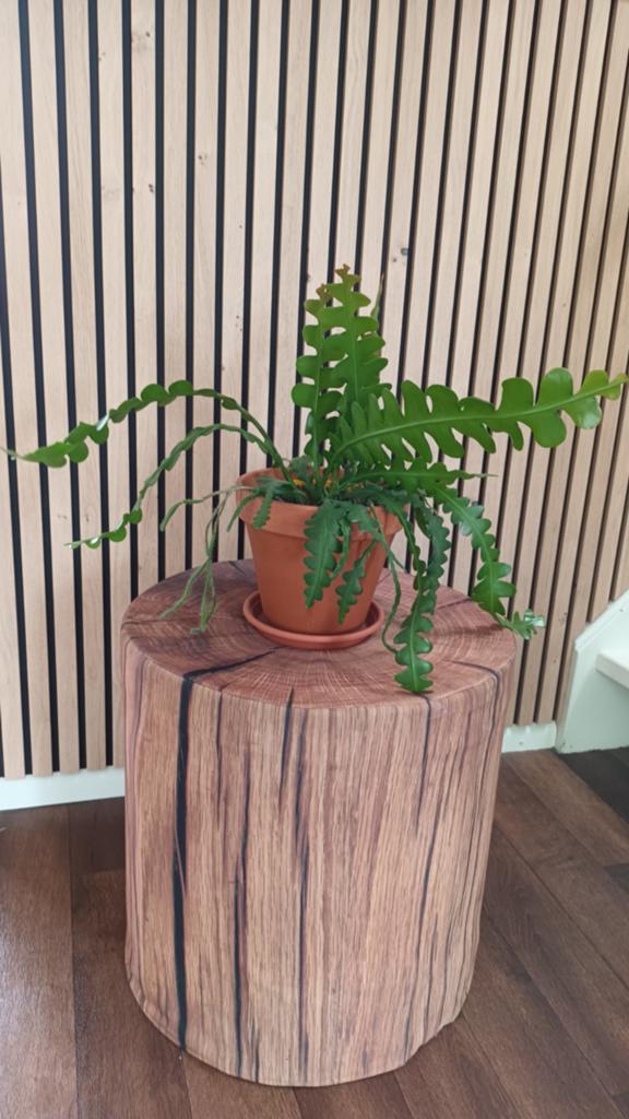 Zaagcactus (Epiphyllum anguliger) - Makkelijke kamerplant, Ophalen, Halfschaduw, Minder dan 100 cm, Bloeiende kamerplant