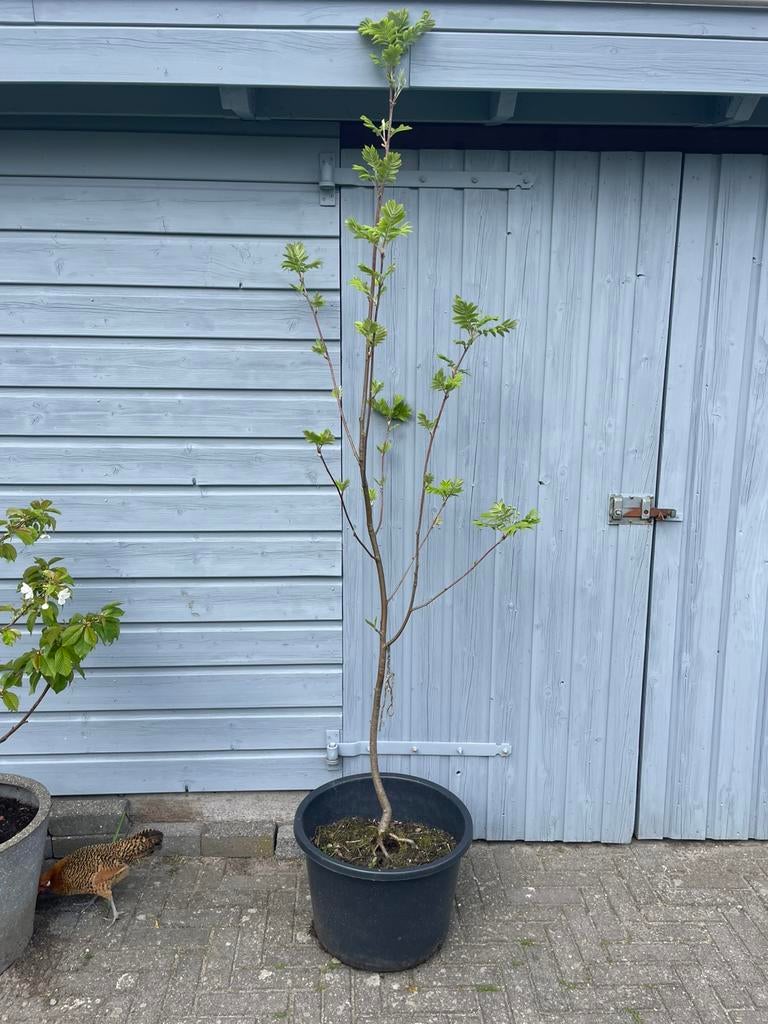Lijsterbes boom, Ophalen, Volle zon, Overige soorten