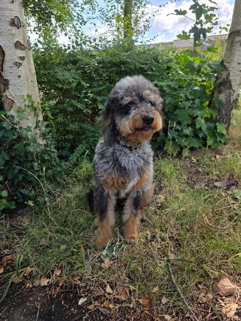 Labradoodle dekreu reu/ labradoodle/merle poedel, Nederland, Reu, 1 tot 2 jaar, Eén hond
