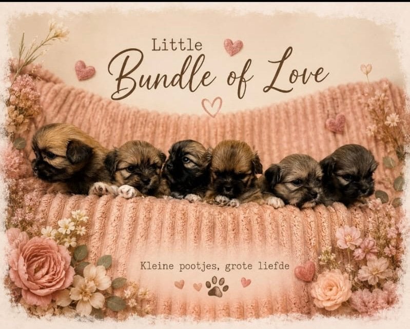 Super Schattige Lhasa Apso Puppies, Dieren en Toebehoren, Honden | Chihuahua's en Gezelschapshonden, Parvo, Overige rassen, 8 tot 15 weken