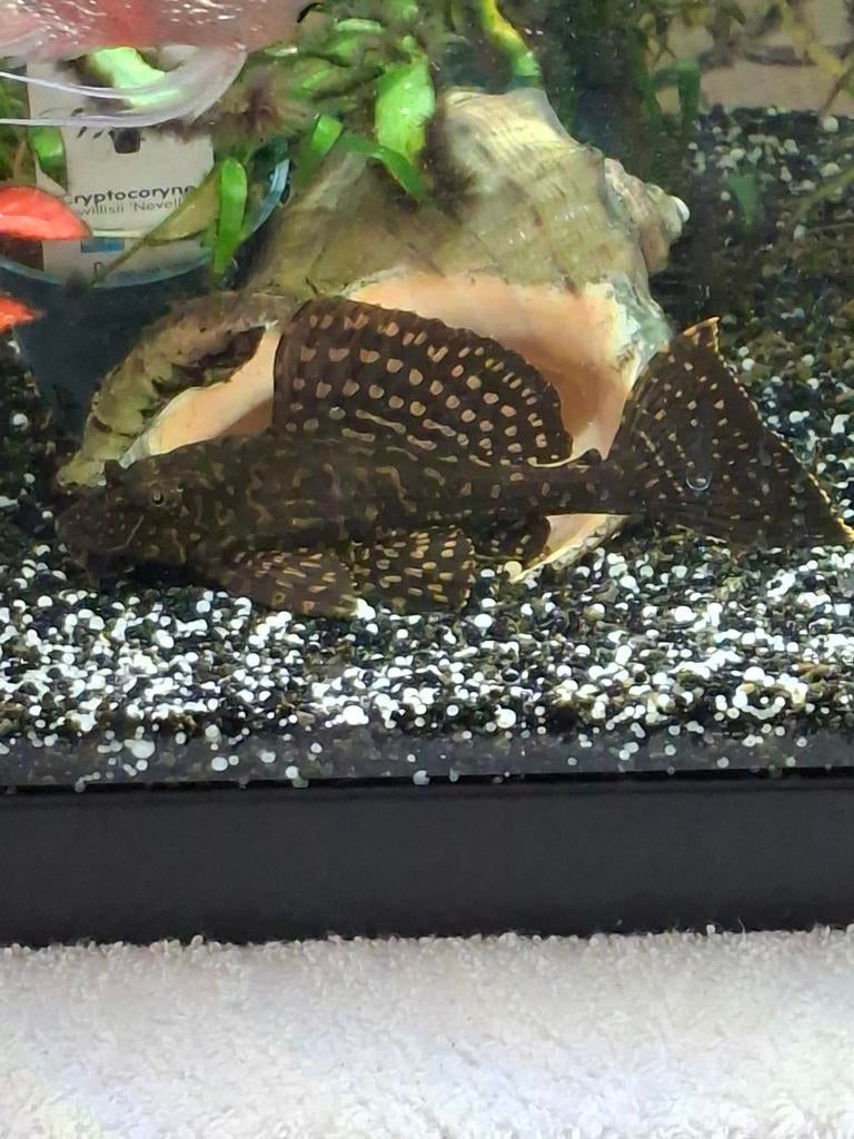 Te koop.algen eter van 11 a 12cm  ., Dieren en Toebehoren, Vis