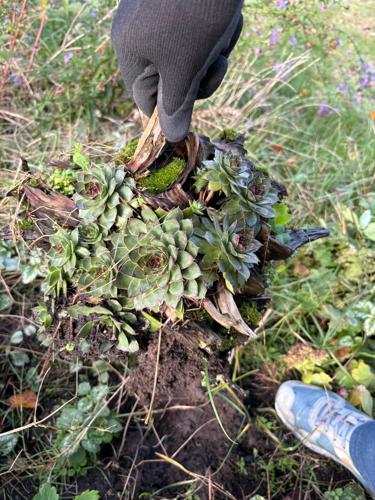 GRATIS ! Sedum, Ophalen, Volle zon